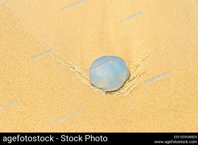 a jellyfish lies on the beach of Noosa in Australia and is washed by the sea water