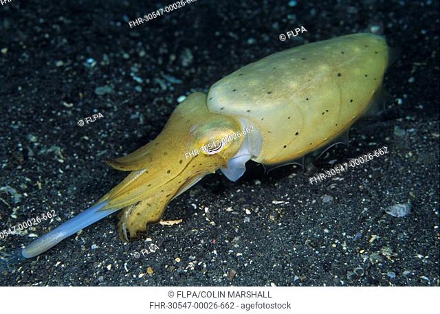 Broadclub Cuttlefish Sepia latimanus Feeding, tentacles extended - Lembeh Straits, Sulawesi, Indonesia