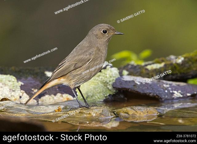 Black Redstart (Phoenicurus ochruros gibraltariensis), side view of an adult female perched on a piece of a bark, Campania, Italy