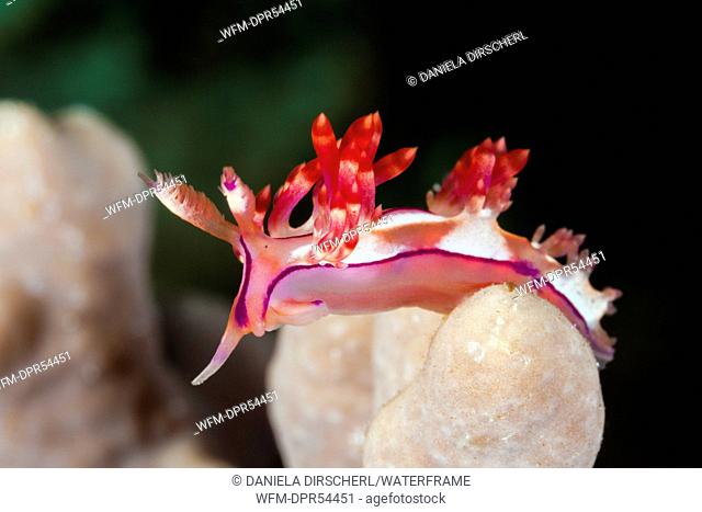Aeolid Nudibranch, Aeolidiella indica, Ambon, Moluccas, Indonesia