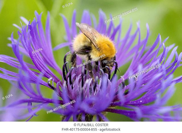 Moss Carder Bee Bombus muscorum Shetland Bumblebee, adult, feeding on flower, Mainland, Orkney, Scotland, june