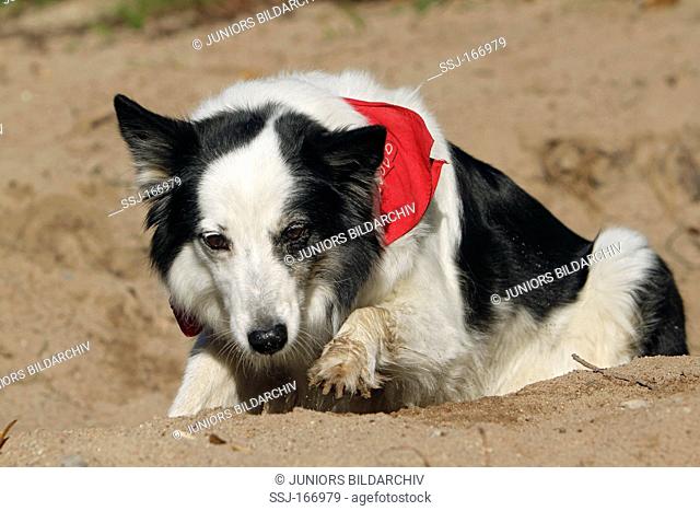 half breed dog - lying in sand