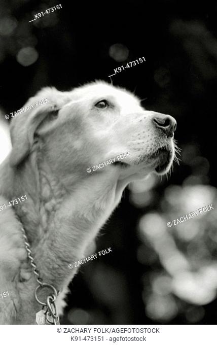 Old yellow labrador with trees and sky as background