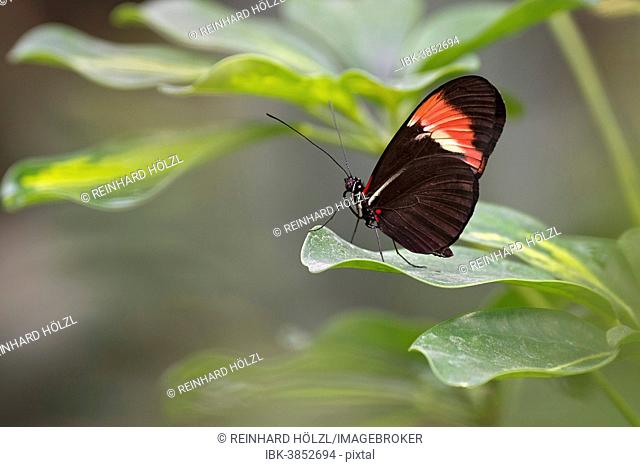 Postman Butterfly (Heliconius melpomene), native to Brazil, butterfly house, Forgaria nel Friuli, Udine province, Italy