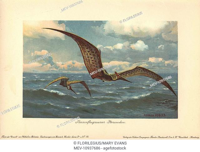 Pteranodon, large flying pterosaur from the Late Cretaceous period. Colour printed illustration by Heinrich Harder from Tiere der Urwelt Animals of the...