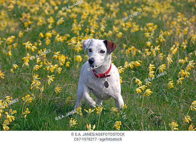 Jack Russell Terrier in Cowslips Primula veris on organic farm Norfolk