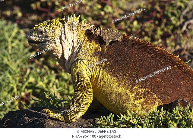 Galapagos land iguana Conolophus subcristatus, Islas Plaza Plaza island, Galapagos Islands, UNESCO World Heritage Site, Ecuador, South America