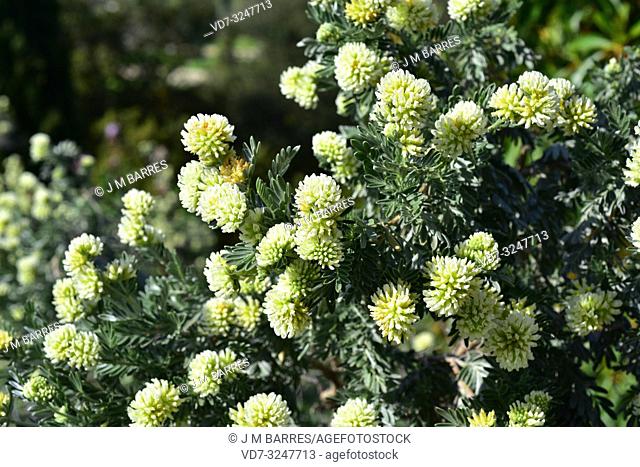 Barba de Jupiter (Anthyllis barba-jovis) is a shrub native to central Mediterranean. Flowering plant