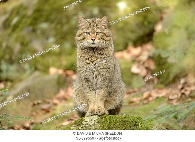 European wildcat (Felis silvestris silvestris) in Bavarian Forest National Park, Germany