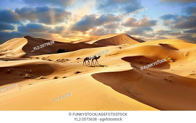 Camel rides on the Sahara sand dunes of erg Chebbi at sunset, Morocco, Africa