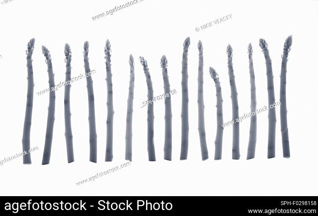 Asparagus in a row, X-ray