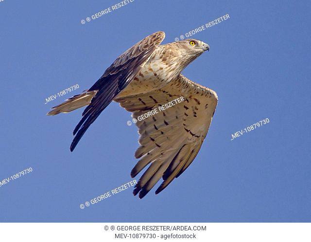 Short-toed Eagle - in flight on migration over the Straits of Gibraltar towards Africa (Circaetus gallicus). September