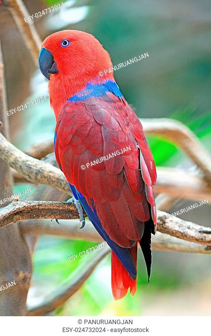 Colorful red parrot, a female Eclectus parrot (Eclectus roratus), back profile