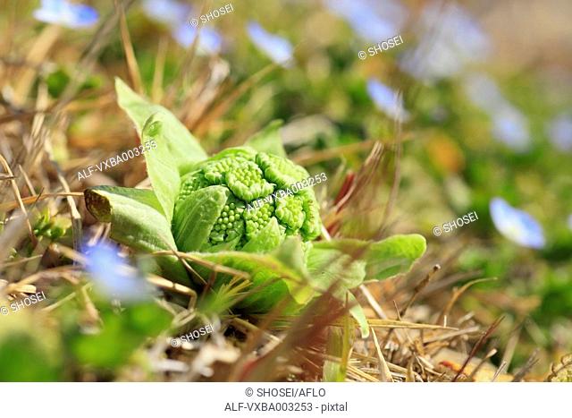 Butterbur Sprout