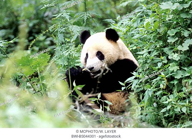giant panda (Ailuropoda melanoleuca), two years old panda feeding bamboo in the research station of Wolong, national animal of China, China, Sichuan, Wolong