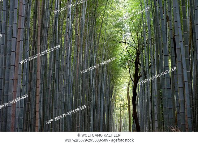The bamboo grove (Moso bamboo) at the Tenryu-ji Temple (UNESCO World Heritage Site) in Arashiyama, Kyoto, Japan