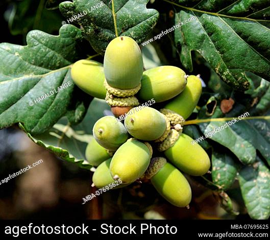 Many acorns on a sessile oak, Quercus petraea