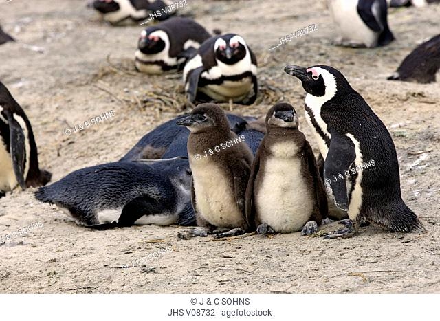 Jackass Penguin, African penguin, (Spheniscus demersus), adult with youngs, Boulders Beach, Simonstown, Western Cape, South Africa, Africa