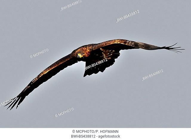 golden eagle (Aquila chrysaetos), flying, Germany