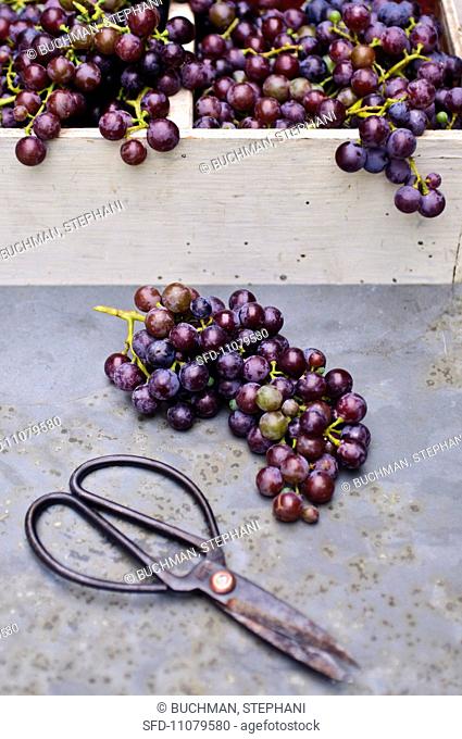 Freshly harvested Concord grapes in a basket with scissors