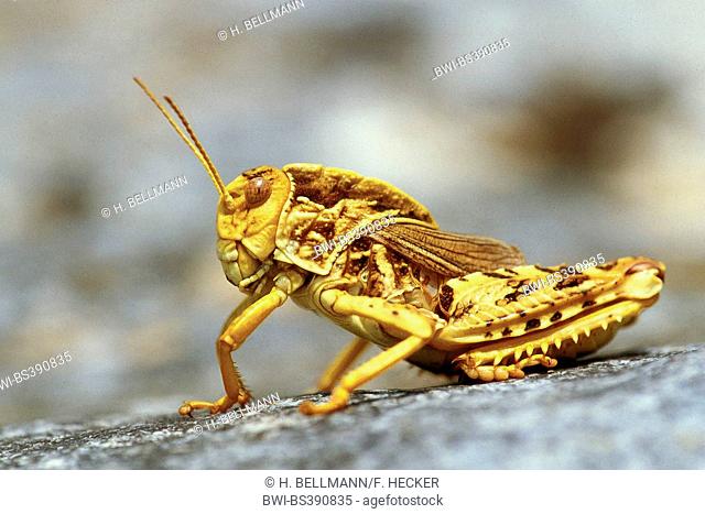 European Giant Steppe Grasshopper, Crau Plain Grasshopper (Prionotropis hystrix), sitting on a rock