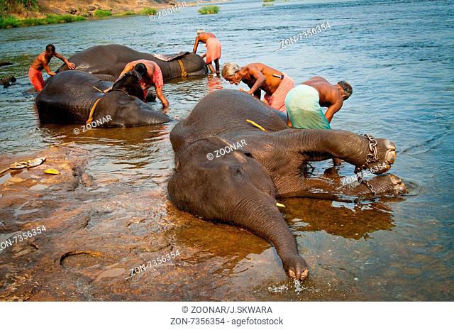 Trainers bathing elephants from the sanctuary colse to Ernakulam
