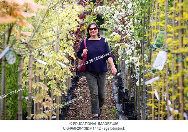 Model released woman walking past rows of colourful trees in blossom at a garden centre, UK