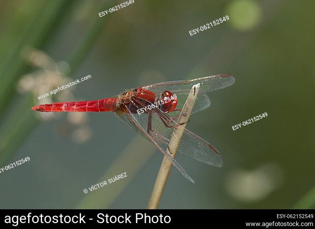Scarlet dragonfly (Crocothemis erythraea). Male. Cortijo de Inagua. The Nublo Rural Park. Aldea de San Nicolas de Tolentino. Gran Canaria