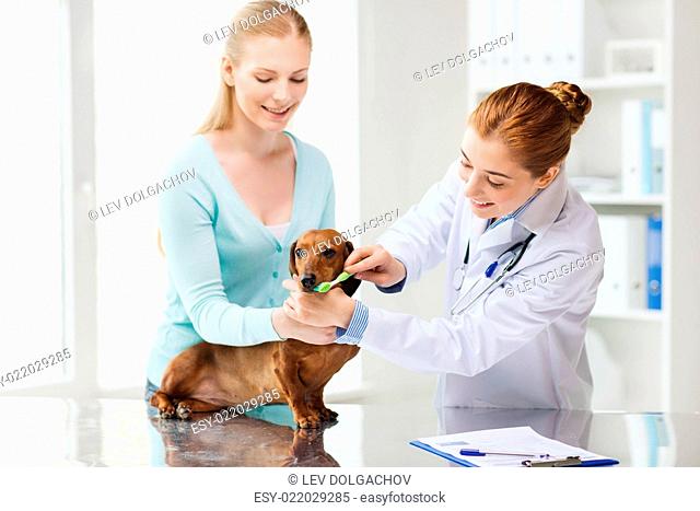medicine, pet, animals, health care and people concept - happy woman with dachshund and veterinarian doctor brushing dog teeth with toothbrush at vet clinic