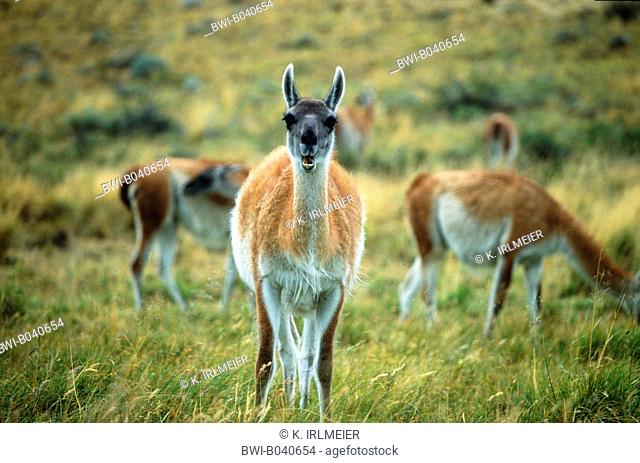 guanaco (Lama guanicoe), chewing the cud, Chile, Patagonia, Torres del Paine National Park