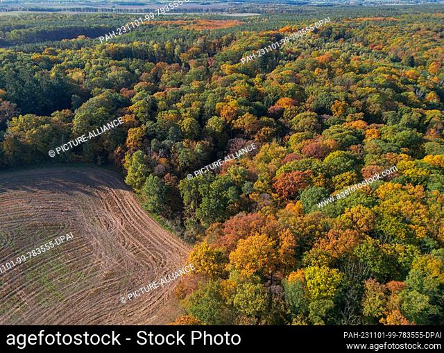 01 November 2023, Brandenburg, Frankfurt (Oder): Autumn colored deciduous trees in a forest (aerial view with a drone). Photo: Patrick Pleul/dpa