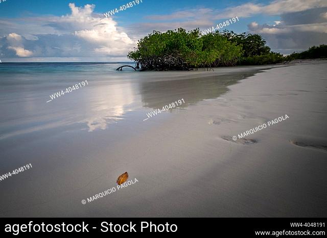 The sun starts to set and the colors in the sky starts to change. The colors at Tortuga Bay beach starts to saturate. A yellow leaf lies in the foreground and...