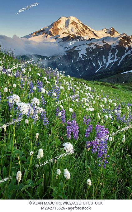Mount Baker seen from wildflowers meadows on Skyline Divide, Mount Baker Wilderness North Cascades Washington