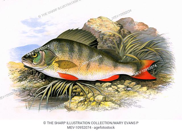 Perca fluviatilis, or European Perch, also known as Redfin Perch and English Perch