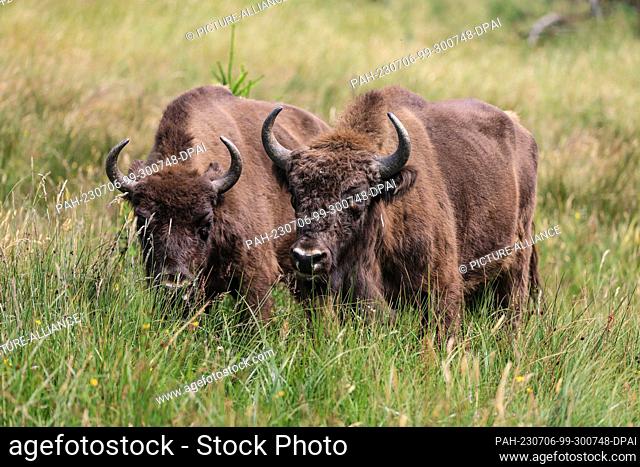 04 July 2023, North Rhine-Westphalia, Siegen: Bison stand in a meadow in the bison wilderness in the Sauerland region. After a long dispute over Germany's only...