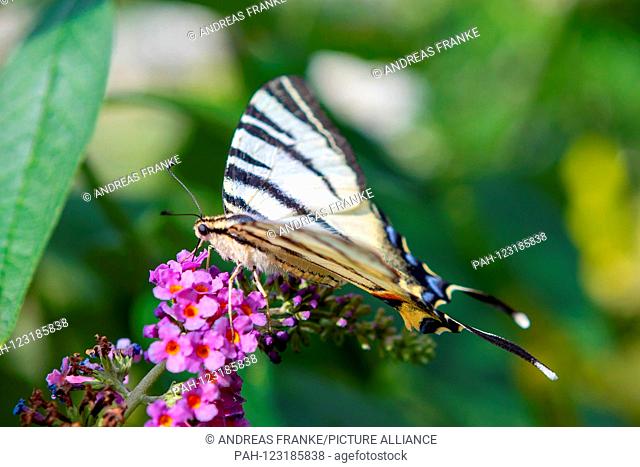 A dovetail butterfly (Papilio machaon) is sitting on a flower in Zeischa (Brandenburg), 06 Jul 2019 | usage worldwide. - Zeischa/Brandenburg/Germany