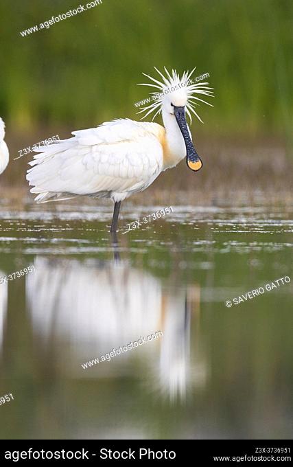 Eurasian Spoonbill (Platalea leucorodia), side view of an adult standing in the water, Campania, Italy