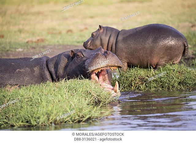 Africa, Southern Africa, Bostwana, Chobe i National Park, Chobe river, Common hippopotamus or Hippo (Hippopotamus amphibius), in the water
