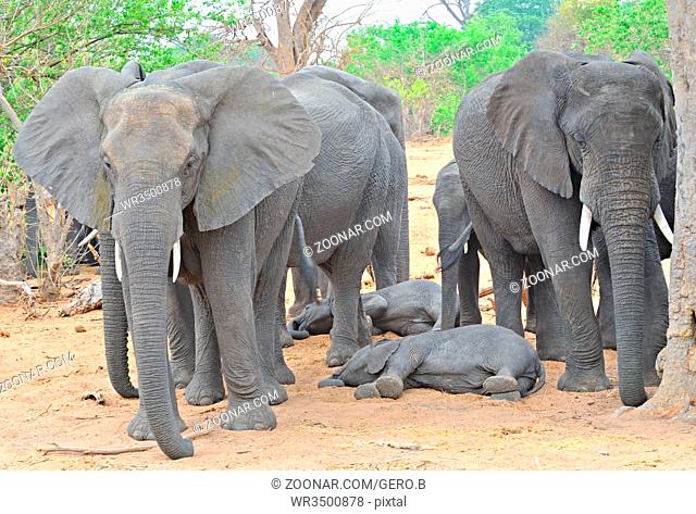 Elefantengruppe beim schlafen, Elephant group while sleeping