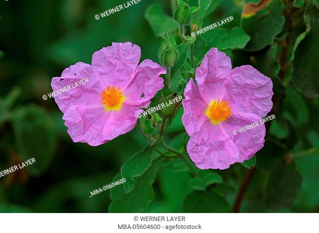 Pink Rock-Rose, Cistus creticus