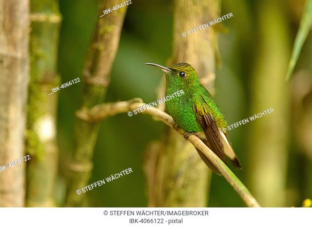 Coppery-headed Emerald (Elvira cupreiceps), perched on a branch, Vara Blanca, Alajuela Province, Costa Rica