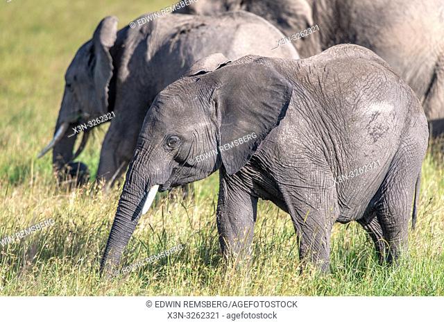 An African bush elephant (Loxodonta africana), aka African savanna elephant in Maasai Mara National Reserve , Kenya