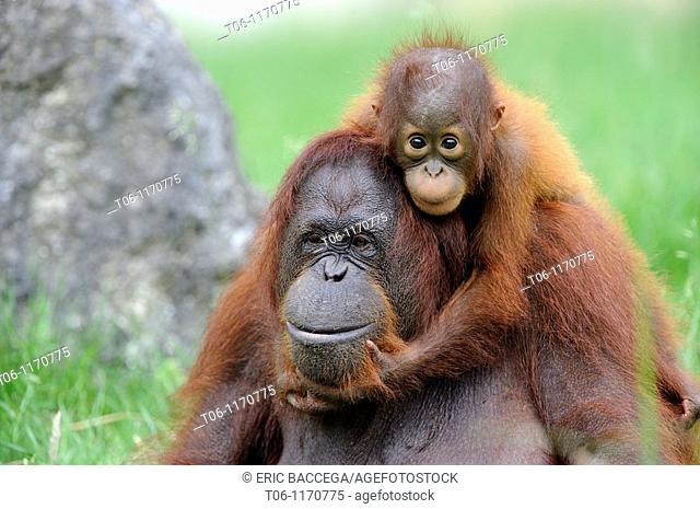 Orang utan Pongo pygmaeus pygmaeus Mother with baby native to Bornéo, captive, Endangered