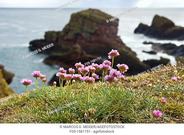 Pink Sea Thrift Armeria maritima growing close to a cliff St Abb's Head, Berwickshire, Scotland, UK