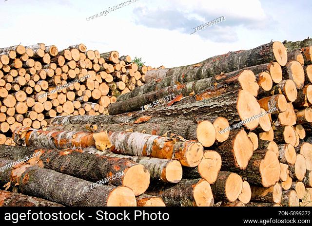 wood fuel birch and pine tree logs stacks near forest