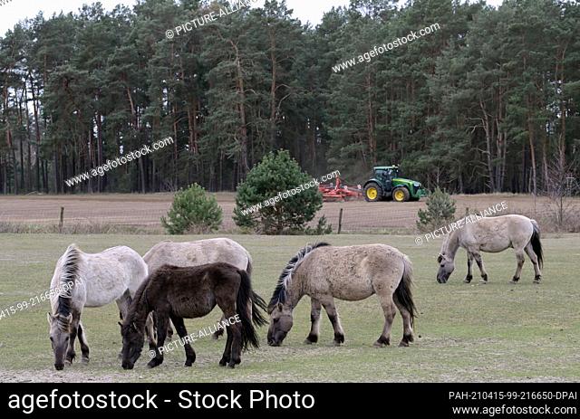 15 April 2021, Brandenburg, Schorfheide/Ot Groß Schönebeck: Konik horses graze in the Schorfheide Wildlife Park next to a field where a tractor is driving
