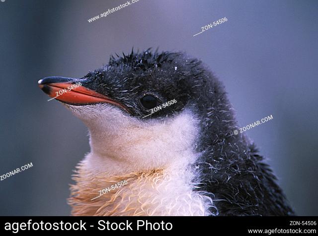 Eselspinguin Kücken, Pygoscelis papua, Antarktis | Gentoo penguin chick, Pygosceslis papua, Antarctic