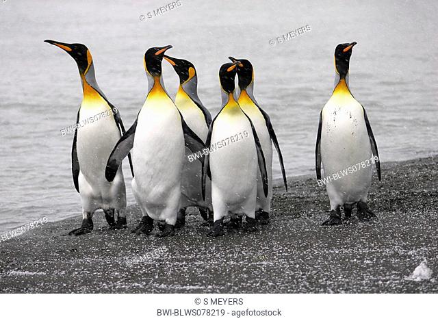 king penguin Aptenodytes patagonicus, group of individuals at the beach in a snow storm, Antarctica, Suedgeorgien