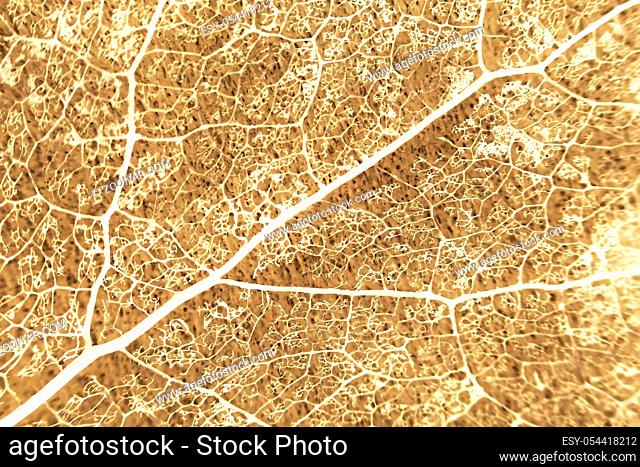 Macro structure brown delicate skeletonized leaf of Populus tremula