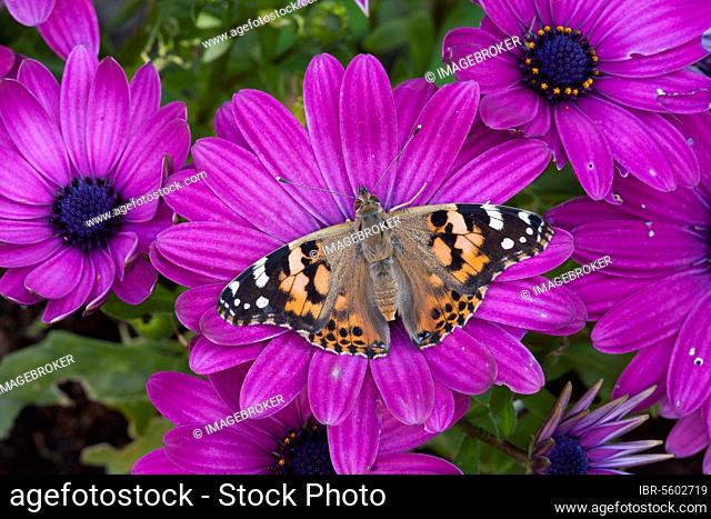 Painted painted lady (Vanessa cardui) adult, feeding on the flower of Cape Daisy (Osteospermum sp.) in the garden, England, United Kingdom, Europe